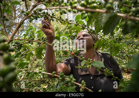 Ein kleiner Bauer nimmt Kaffeekirschen auf ihrem Gebiet. Stockfoto