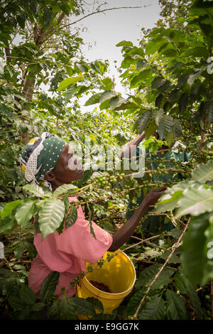 Ein kleiner Bauer nimmt Kaffeekirschen auf ihrem Gebiet. Stockfoto