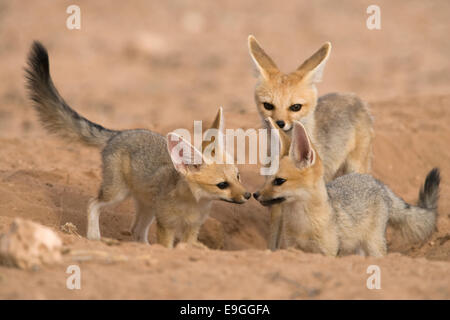 Silber (Kap) Fuchs Familie, Vulpes Chama, bei Den Kgalagadi Transfrontier Park, Northern Cape, South Africa Stockfoto