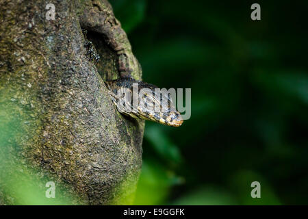 Malaiische Wasser-Waran (Varanus Salvator) ergibt sich aus einem Loch in einem Mangroven-Baum Stockfoto