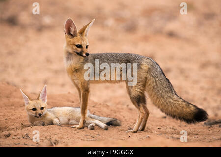 Cape Fox, Vulpes Chama, mit Welpen, Kgalagadi Transfrontier Park, Northern Cape, South Africa Stockfoto