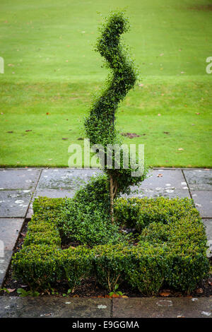 Kasten (Buxus Sp) beschnitten und in eine vertikale Spirale aus einer quadratischen Grundfläche in einem Stadtpark ausgebildet. Stockfoto