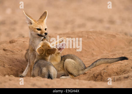 Cape Fox Familie, Vulpes Chama, Kgalagadi Transfrontier Park, Northern Cape, Südafrika Stockfoto