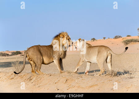 Löwen umwerben, Panthera Leo, Kgalagadi Tranfrontier Park, Südafrika Stockfoto