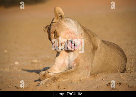 Löwin, Panthera Leo, Fellpflege, Kgalagadi Transfrontier Park, Südafrika Stockfoto