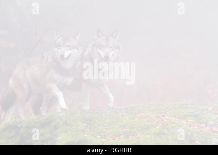 Ein Gefangener paar Grauwolf Spaziergang nebeneinander auf einem moosbedeckten Felsen in einem nebligen Wald, Nationalpark Bayerischer Wald, Deutschland Stockfoto