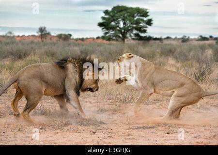 Löwen umwerben, Panthera Leo, Kgalagadi Tranfrontier Park, Südafrika Stockfoto