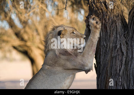 Lion, Panthera Leo, männliche schärfen Krallen, Kgalagadi Transfrontier Park, Südafrika Stockfoto