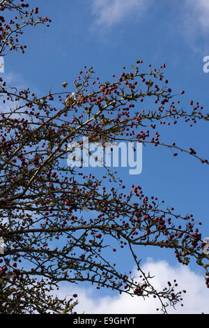 Herbst. Lewes, Sussex. Weißdornbeeren. Stockfoto