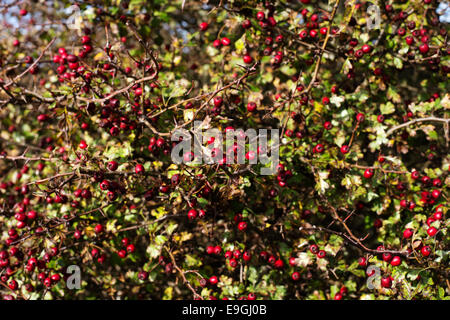 Herbst. Lewes, Sussex. Weißdornbeeren. Stockfoto