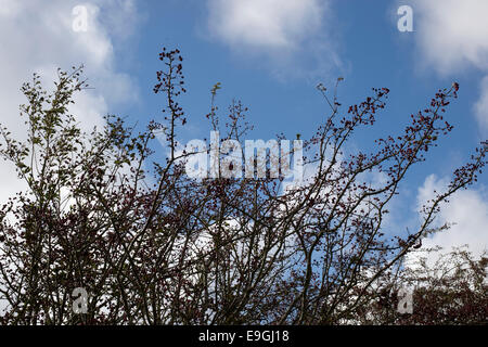 Herbst. Lewes, Sussex. Weißdornbeeren. Stockfoto