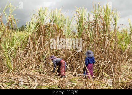 Mauritius Mauritius Zucker; Menschen schneiden Zuckerrohr in einer Zuckerrohr Feld, Flacq Mauritius Stockfoto