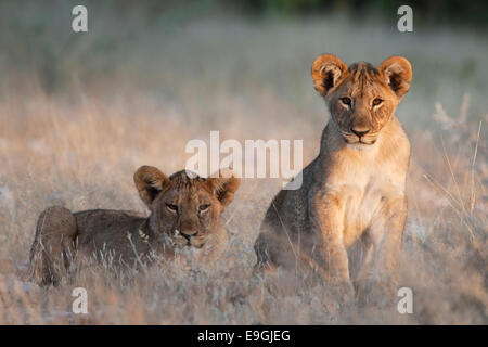 Löwenbabys, Panthera Leo, Etosha Nationalpark, Namibia Stockfoto