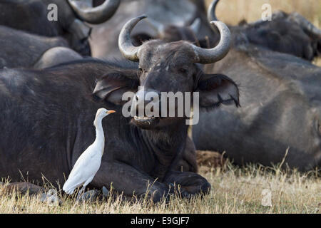 Kuhreiher (Bubulcus Ibis) prüft den Mund ein Kaffernbüffel (Syncerus Caffer) Stockfoto