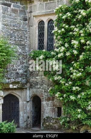 Cotehele, Saltash, Cornwall, Großbritannien. Eine riesige Kletterhydrangea (Hydrangea petiolaris) bedeckt die Wände im mittelalterlichen Innenhof Stockfoto