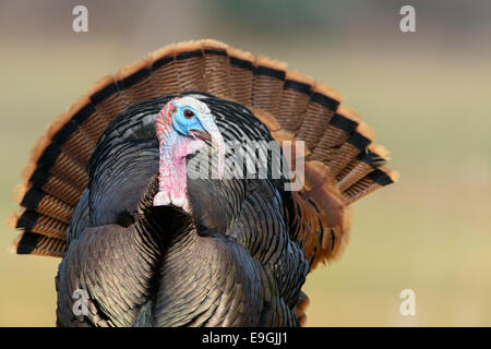 Dispalying Merriam Wildtruthahn, Western Montana Stockfoto