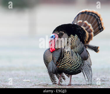 Mit merriams wilden truthahn (Meleagris gallopavo) im Westen von Montana Stockfoto