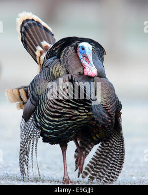 Wilder Truthahn, westliche Montana Stockfoto