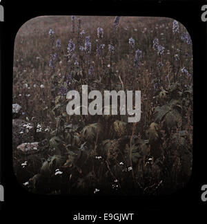 Dieses autochrome Bild zeigt eine botanische Szene mit Blumen wie Achillea millefolium (Schafgarbe) und Aconitum lycoctonum (nördlicher Wolfsbann). Dieses Foto wurde von Hanna Resvoll-Hansen aufgenommen und zeigt die Schönheit der norwegischen Flora in lebendigen Farben. Stockfoto