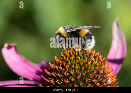 Nahaufnahme einer Hummel (Bombus) bedeckt Pollen auf einer Blume Stockfoto