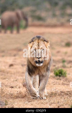 Männlicher Löwe, Panthera Leo, Addo Nationalpark, Eastern Cape, Südafrika Stockfoto