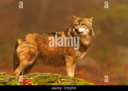 Gefangenen männlichen Grey Wolf schaut über seine Schulter, Nationalpark Bayerischer Wald, Deutschland Stockfoto