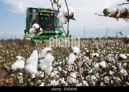 Türkei, spührbar, in der Nähe von Adana, Ernte konventioneller Baumwolle mit John Deere Korb Baumwollpflücker Stockfoto