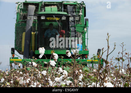 Türkei, spührbar, in der Nähe von Adana, Ernte konventioneller Baumwolle mit John Deere Korb Baumwollpflücker Stockfoto