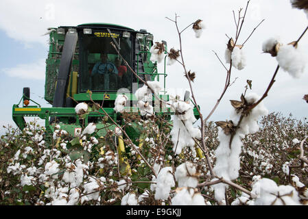 Türkei, spührbar, in der Nähe von Adana, Ernte konventioneller Baumwolle mit John Deere Korb Baumwollpflücker Stockfoto