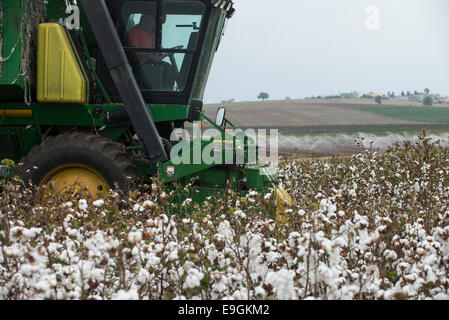 Türkei, spührbar, in der Nähe von Adana, Ernte konventioneller Baumwolle mit John Deere Korb Baumwollpflücker Stockfoto