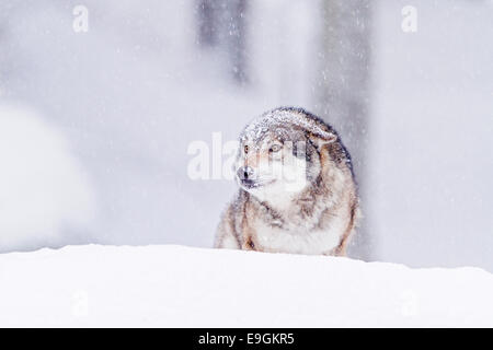 Captive graue Wolf (Canis Lupus) Fell bedeckt im Schnee in einem Schneesturm Stockfoto