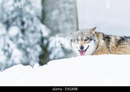 Captive keuchend graue Wolf (Canis Lupus) Stockfoto