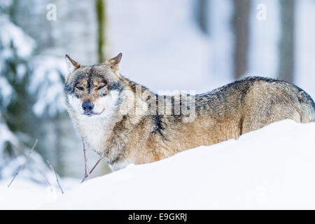 Captive graue Wolf (Canis Lupus) alpha-Männchen im Schnee Stockfoto