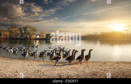 Schwarm Gänse auf den Dorfteich Stockfoto