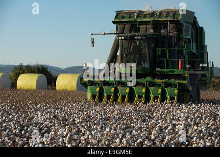 Türkei, Kesik, in der Nähe von Menemen, Firma Genel Pamuk, Ernte konventioneller Baumwolle mit John Deere Baumwollpflücker 7760 Stockfoto