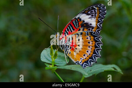 Malaiische Florfliege Schmetterling Stockfoto