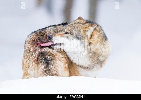 Captive graue Wolf (Canis Lupus) Omega Mann leckt Wunde zugefügt durch dominante Pack Mitglied Stockfoto