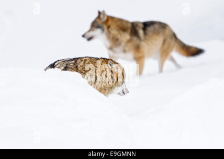 Captive graue Wolf (Canis Lupus) männlichen Omega zeigt Unterwürfiges Verhalten zu Beta Männchen Stockfoto