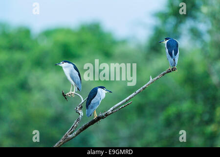 Nachtreiher (Nycticorax Nycticorax) entstehen in der Dämmerung in einen Mangrovenwald füttern Stockfoto