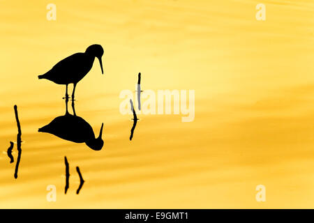 Silhouette spiegelt ein Rotschenkel (Tringa Totanus) bei Sonnenuntergang in einem küstennahen Feuchtgebieten / tropischen Mangrovenwald Stockfoto