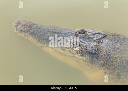 Nahaufnahme von einem Salzwasser-Krokodil (Crocodylus Porosus) getaucht in einem Mangroven-Fluss, Sungei Buloh, Singapur Stockfoto