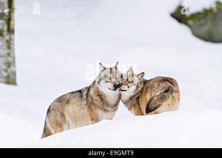 Captive graue Wolf (Canis Lupus) Gruß einander Stockfoto