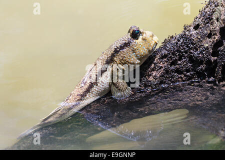 Riesige Schlammspringer (Periophthalmodon Schlosseri) ruht auf Mangroven Baumwurzel, atmen diese Fische aus dem Wasser halten Wasser in ihre Kammern gill Stockfoto