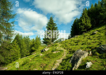 Berglandschaft mit Trail und grüne Wiese und Wald Stockfoto