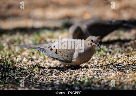 Mourning Dove Nahrungssuche in verschüttete Samen am Boden Stockfoto