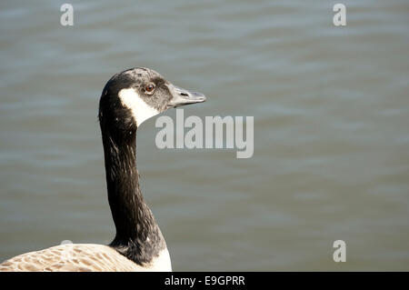 Kanada-Gans George C. Reifel Migratory Bird Sanctuary, Delta, BC, Kanada Stockfoto