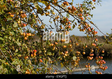 Pacific Crab Apfelbaum oder Malus Fusca, George C. Reifel Migratory Bird Sanctuary, Delta, BC, Kanada Stockfoto