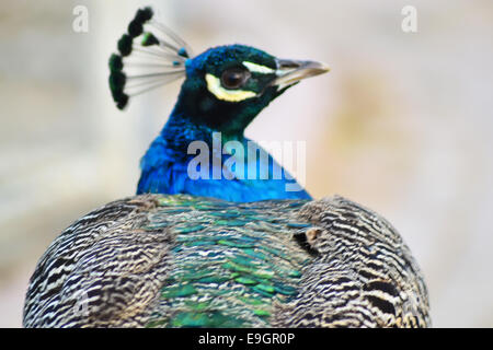 Pavos Stockfoto