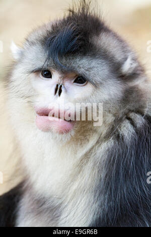 Nahaufnahme von einem erwachsenen männlichen Yunnan stupsnasige Monkey (Rhinopithecus Bieti) Stockfoto