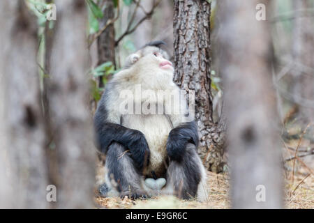 Erwachsene Männliche Yunnan Snub-nosed Affe (Rhinopithecus Bieti) ein Auge auf die Jugendlichen spielen in den Baumkronen Stockfoto